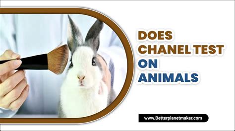 chanel test on animals|chanel animal testing ban.